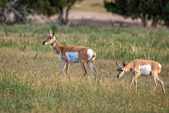 Z62_7911-Edit.jpg