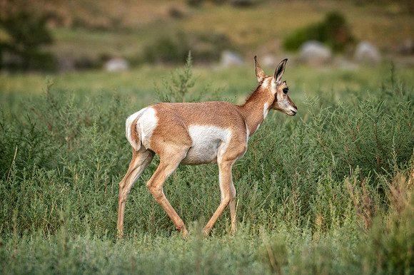 Z62_7919-Edit.jpg