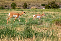 Z62_7922-Edit.jpg