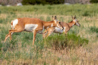 Z62_7924-Edit.jpg