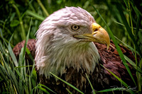Eagle in the Grass