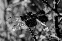 Dragonfly Escape