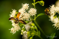 Genus Tachinid Fly