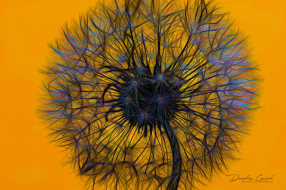 Neon Dandelion