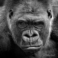 Intimidating
