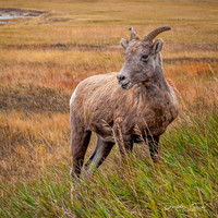 Badlands Bighorn