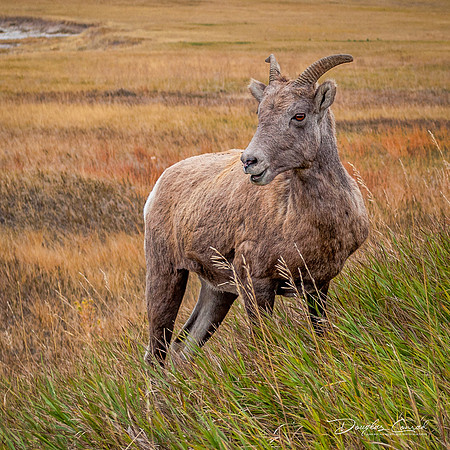 Badlands Bighorn
