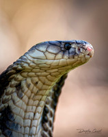 Alert Cobra