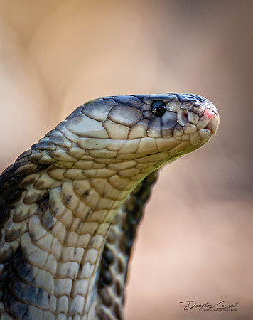 Alert Cobra