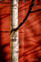 Branching Out
