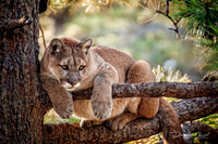Nature's Critters