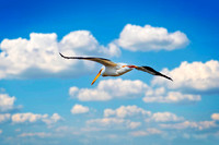 _7201020-Edit-Edit.jpg