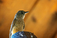 _7200993-Edit.jpg
