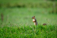 Z62_8553-Edit.jpg