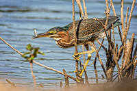 _7202653-Edit-Edit.jpg