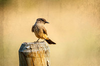 _7201002-Edit.jpg