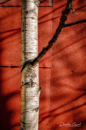 Branching Out