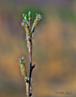 Budding Out