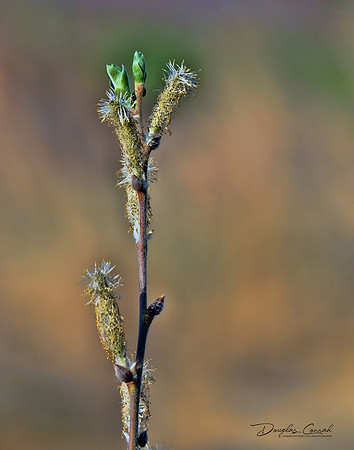 Budding Out