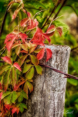 Fence Post and Vine