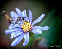 Fly on Flower