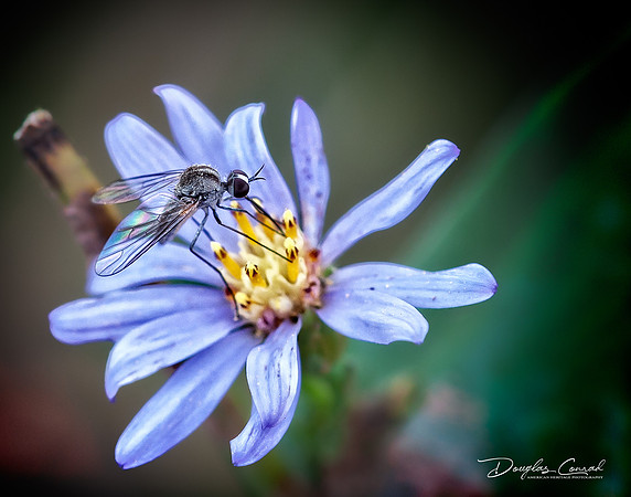 Fly on Flower