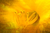 Gleaming Stamens