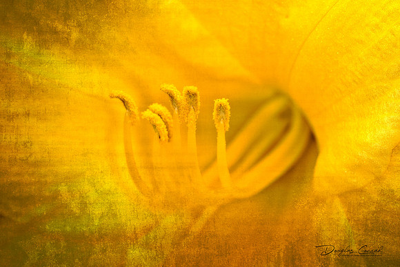 Gleaming Stamens