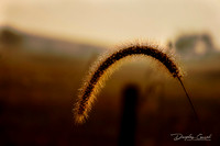 Fox Tail