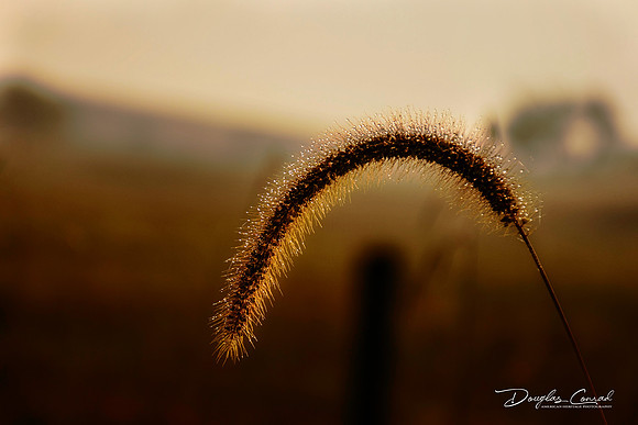 Fox Tail