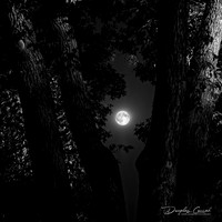 Moon Between the Trees