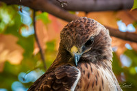 Bashful Hawk