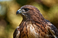 Red Tailed Hawk