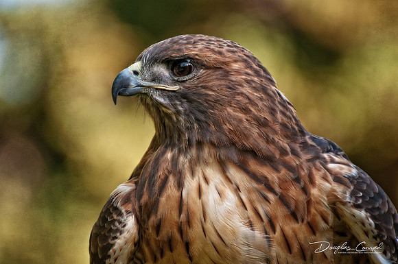 Red Tailed Hawk