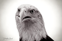 Eagle Portrait