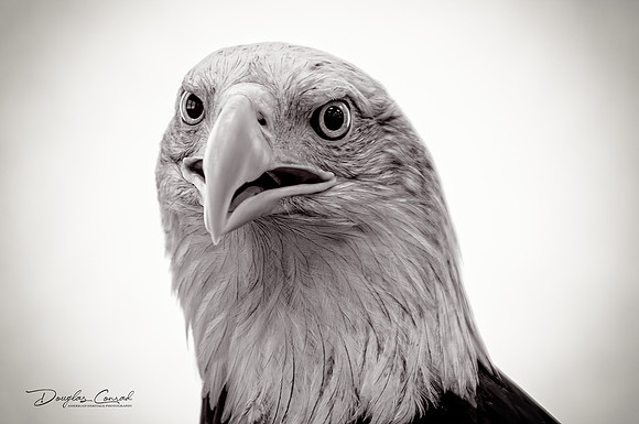 Eagle Portrait