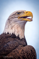 Bald Eagle Portrait