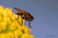 Fly on Cactus