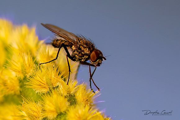 Fly on Cactus