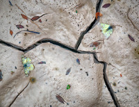 Cracked Earth