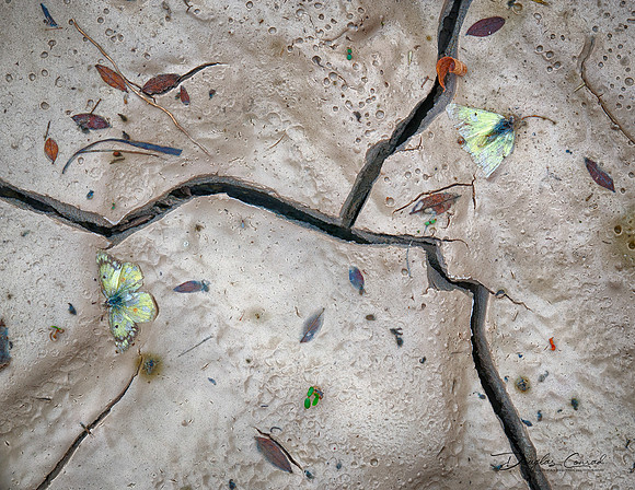 Cracked Earth