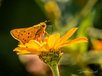 Fiery Skipper