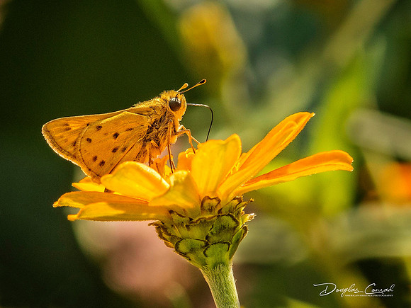 Fiery Skipper