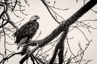 Cautious Eagle