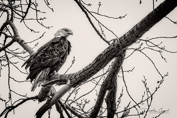 Cautious Eagle