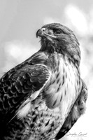 Proud Hawk