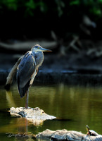 Blue Heron
