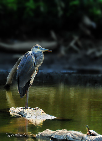 Blue Heron