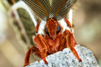 Cecropia Moth