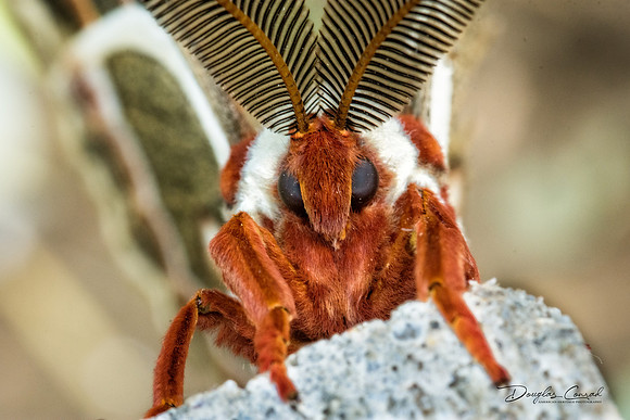 Cecropia Moth